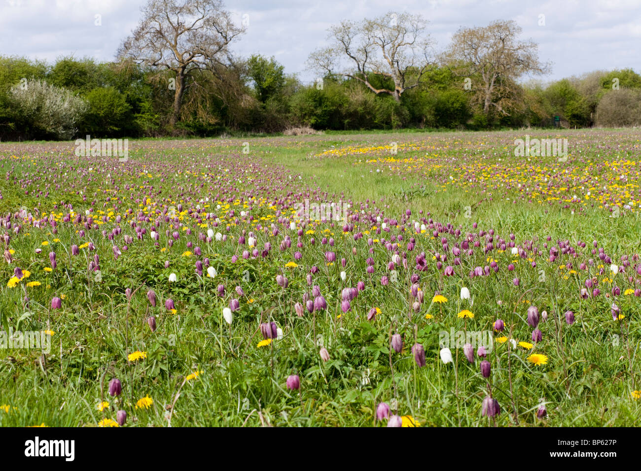 Serpenti Fritillari testa a North Meadow, Cricklade National Nature Reserve, Cricklade, Wiltshire Regno Unito Foto Stock
