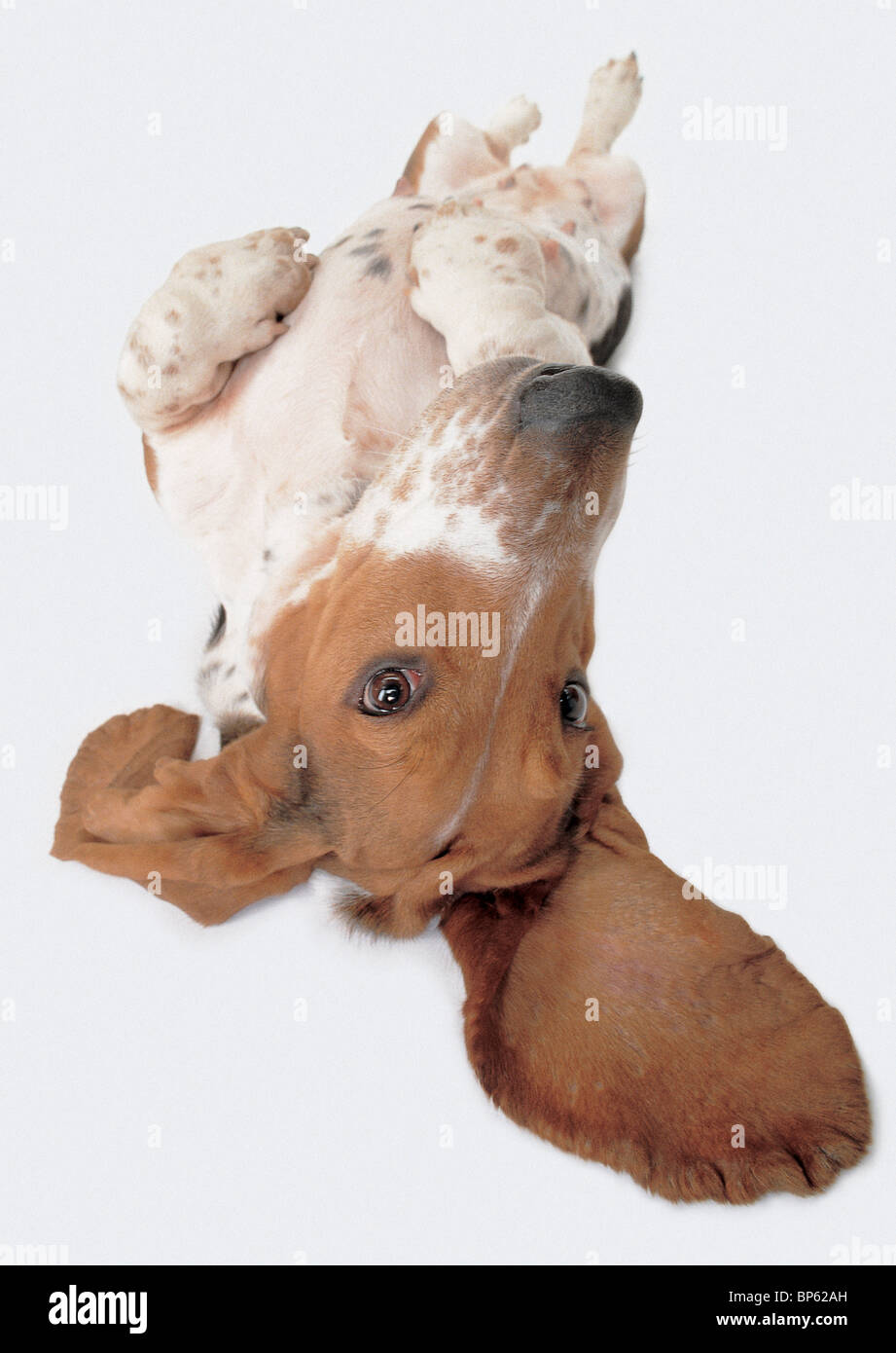 Basset Hound dog recante sul retro con grandi orecchie su sfondo bianco Foto Stock