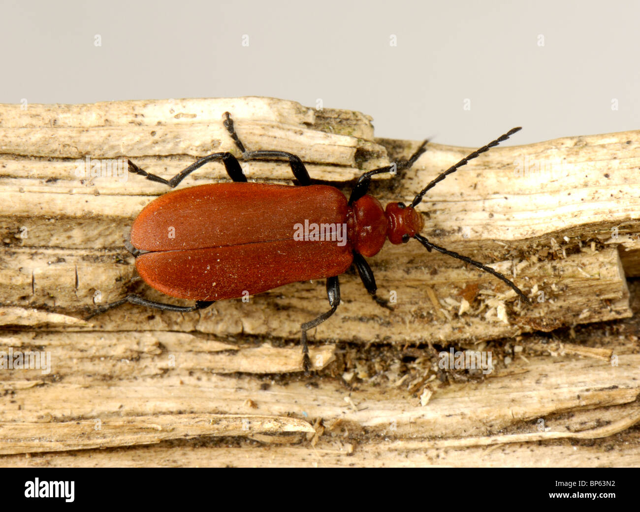 Un cardinale beetle (Pyrochroa coccinea) su legno Foto Stock