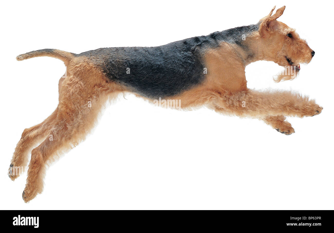 Cane Airedale saltando su sfondo bianco Foto Stock
