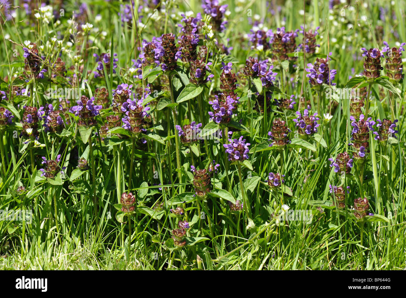 Auto-guarire (Prunella Vulgaris) piante fioritura in Rough cut giardino prato Foto Stock