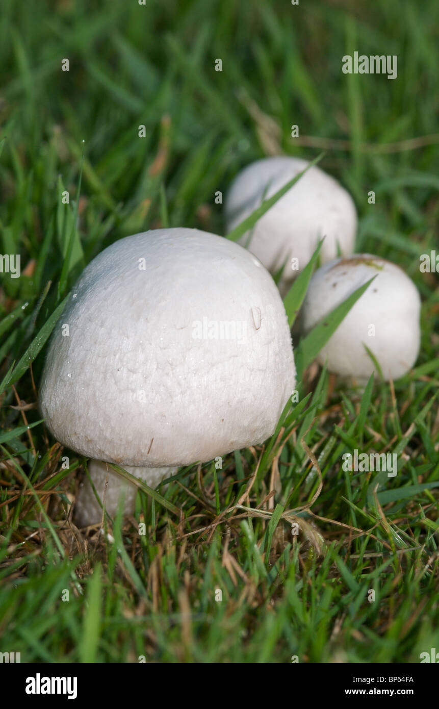 Campo organico o funghi prataioli (Agaricus campestris) Foto Stock