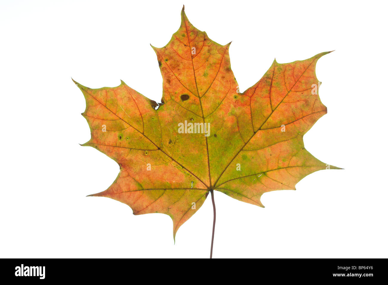 Maple lasciare vicino isolata su bianco Foto Stock
