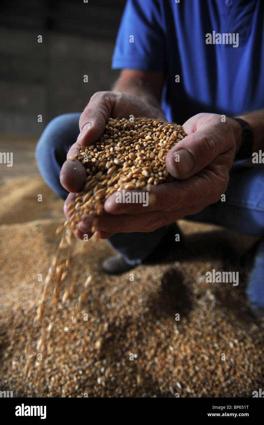 Un agricoltore di seminativi da Wiltshire con una manciata di chicchi di grano REGNO UNITO Foto Stock