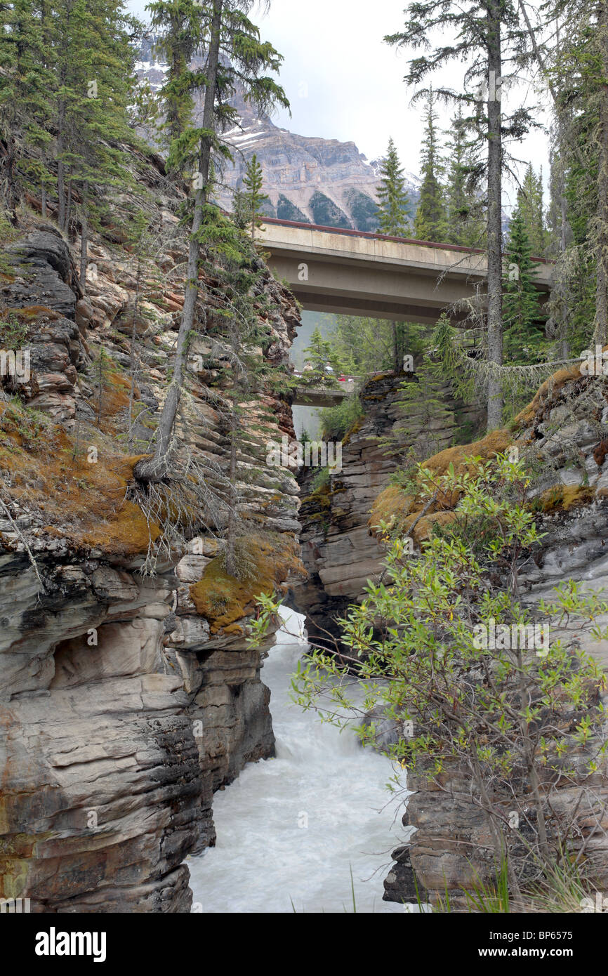 La cascata nel Parco Nazionale di Banff. Cascate Athabasca e ponte. Fiume in un ripido canalone. Foto Stock