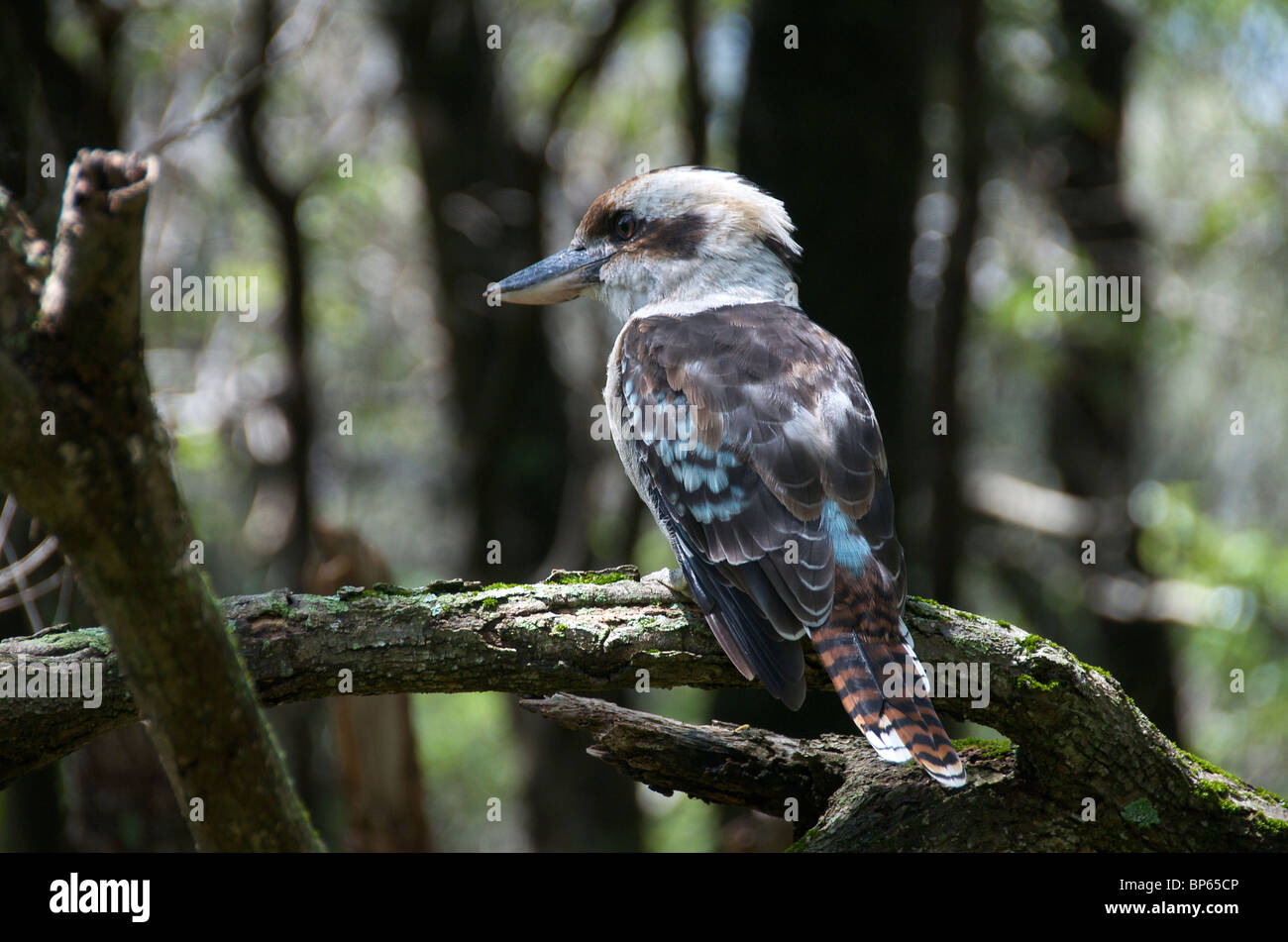 Ridendo Kookaburra appollaiato sul ramo NSW Australia Foto Stock