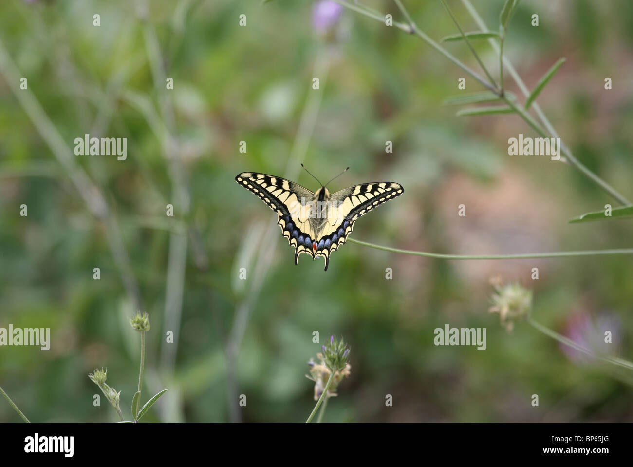 A coda di rondine europea butterfly Foto Stock