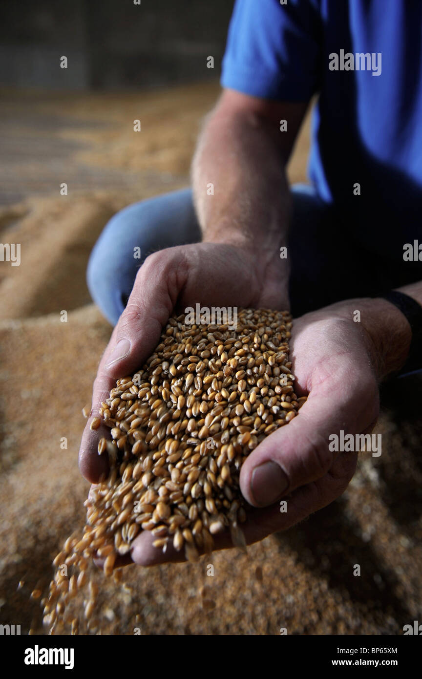 Un agricoltore di seminativi da Wiltshire con una manciata di chicchi di grano REGNO UNITO Foto Stock