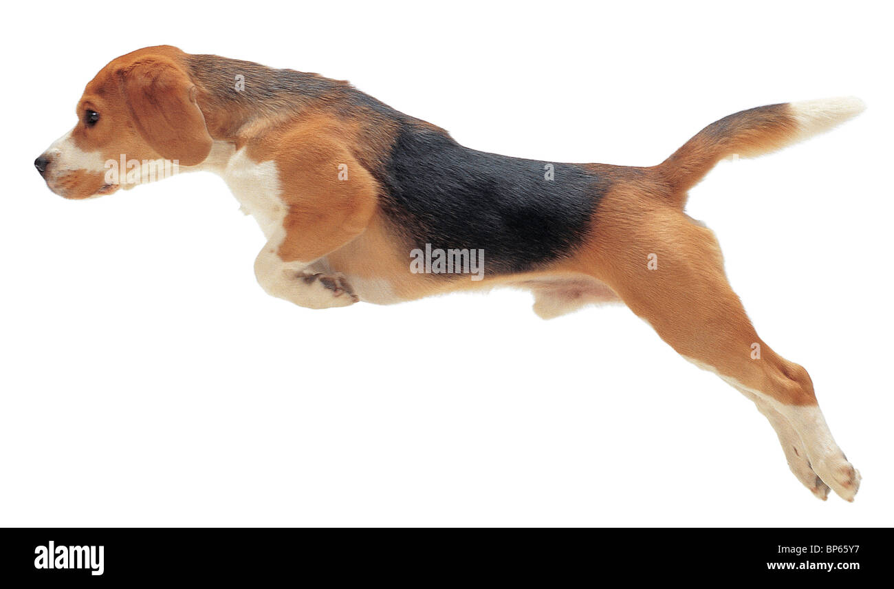 Tan bianco e nero cane beagle saltando su sfondo bianco Foto Stock