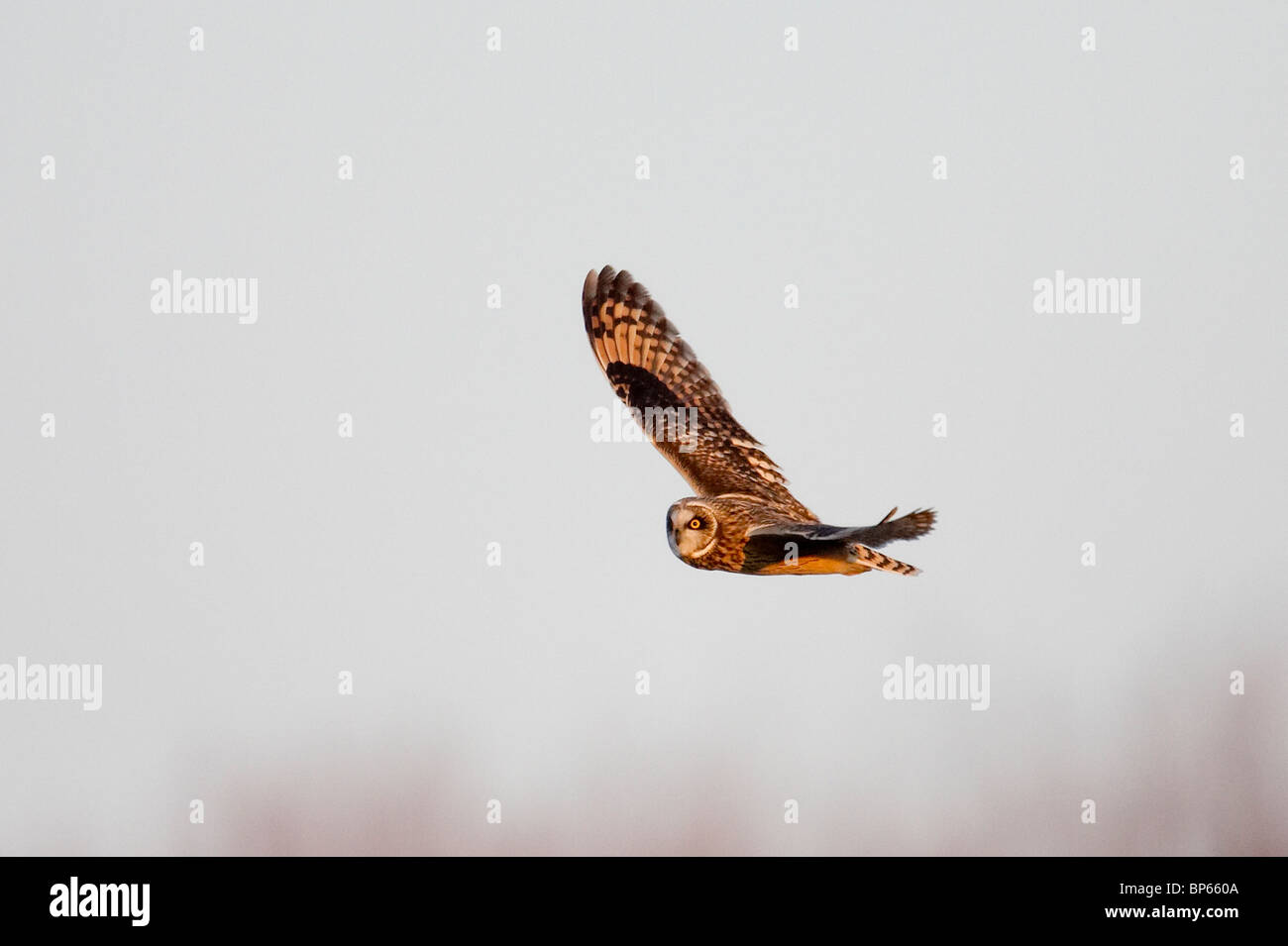 Corto-eared Owl in volo al tramonto Foto Stock