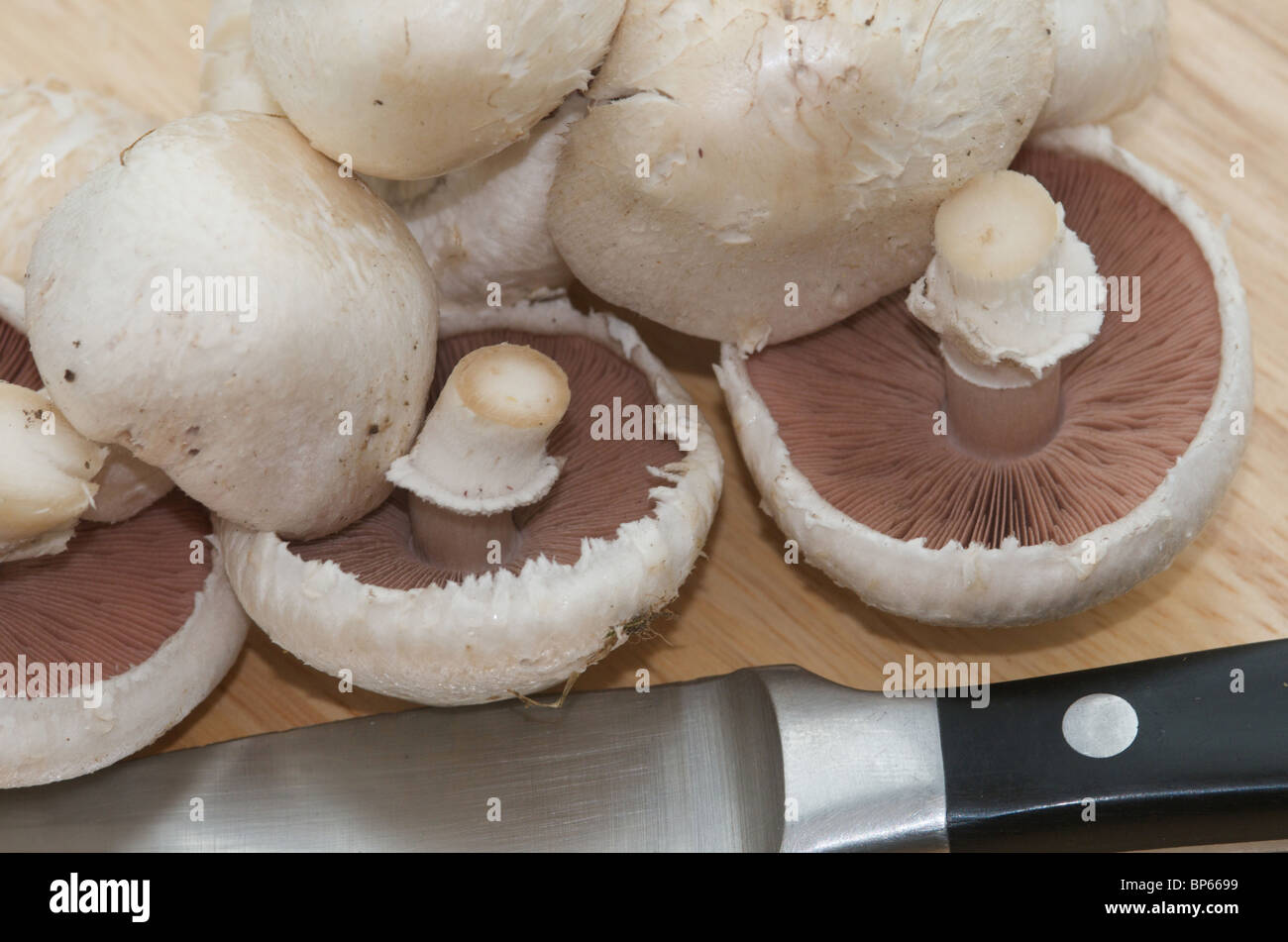 Campo organico o funghi prataioli (Agaricus campestris) pronto per l'uso in cucina Foto Stock