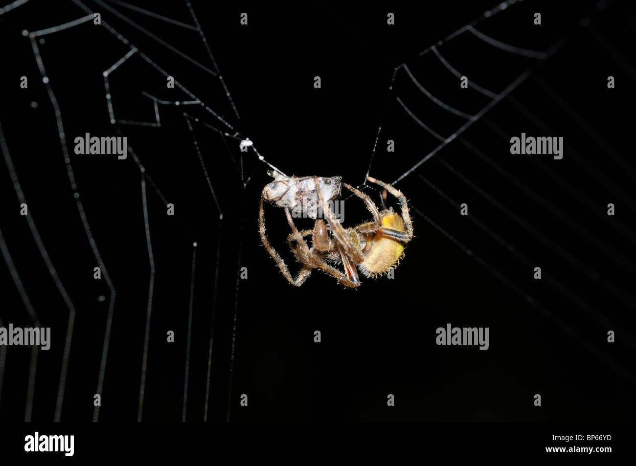 Il ragno tropicale con la preda che è stata immobilizzata e avvolto in seta Foto Stock
