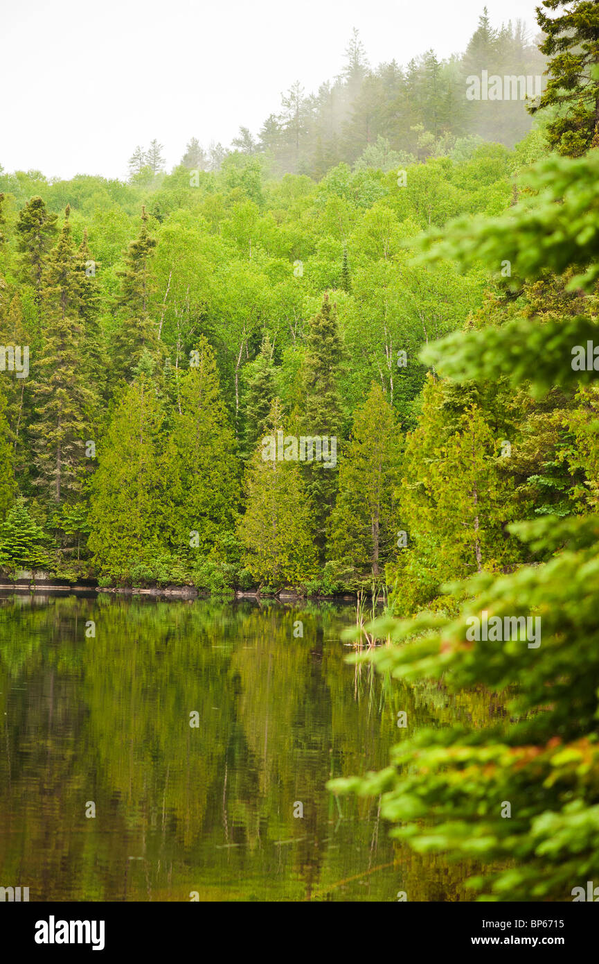 Nebbia di mattina si blocca in alberi dal lago di balena BWCA Foto Stock