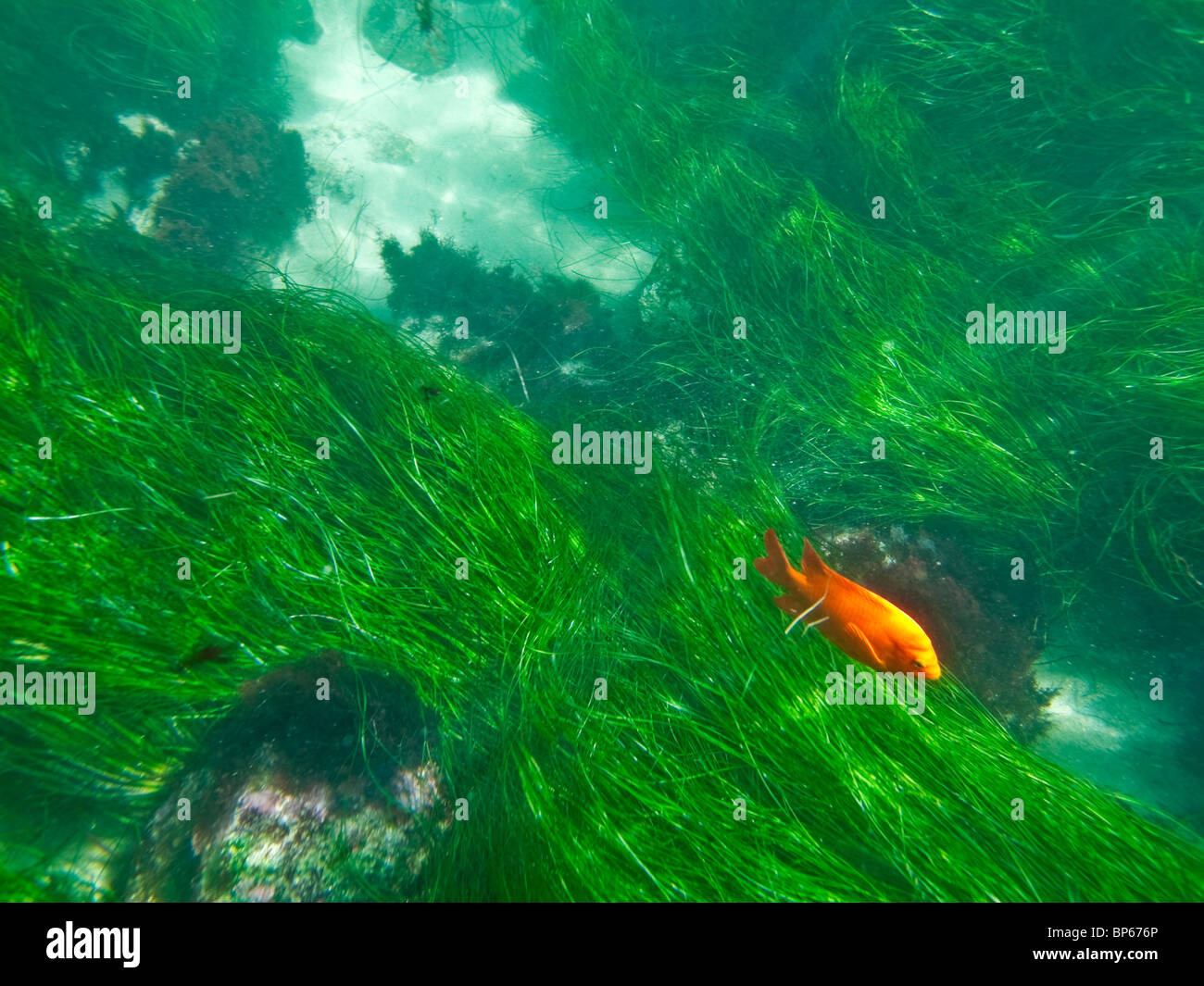 California mare erba e un arancio pesce Garibaldi a La Jolla Cove. Foto Stock