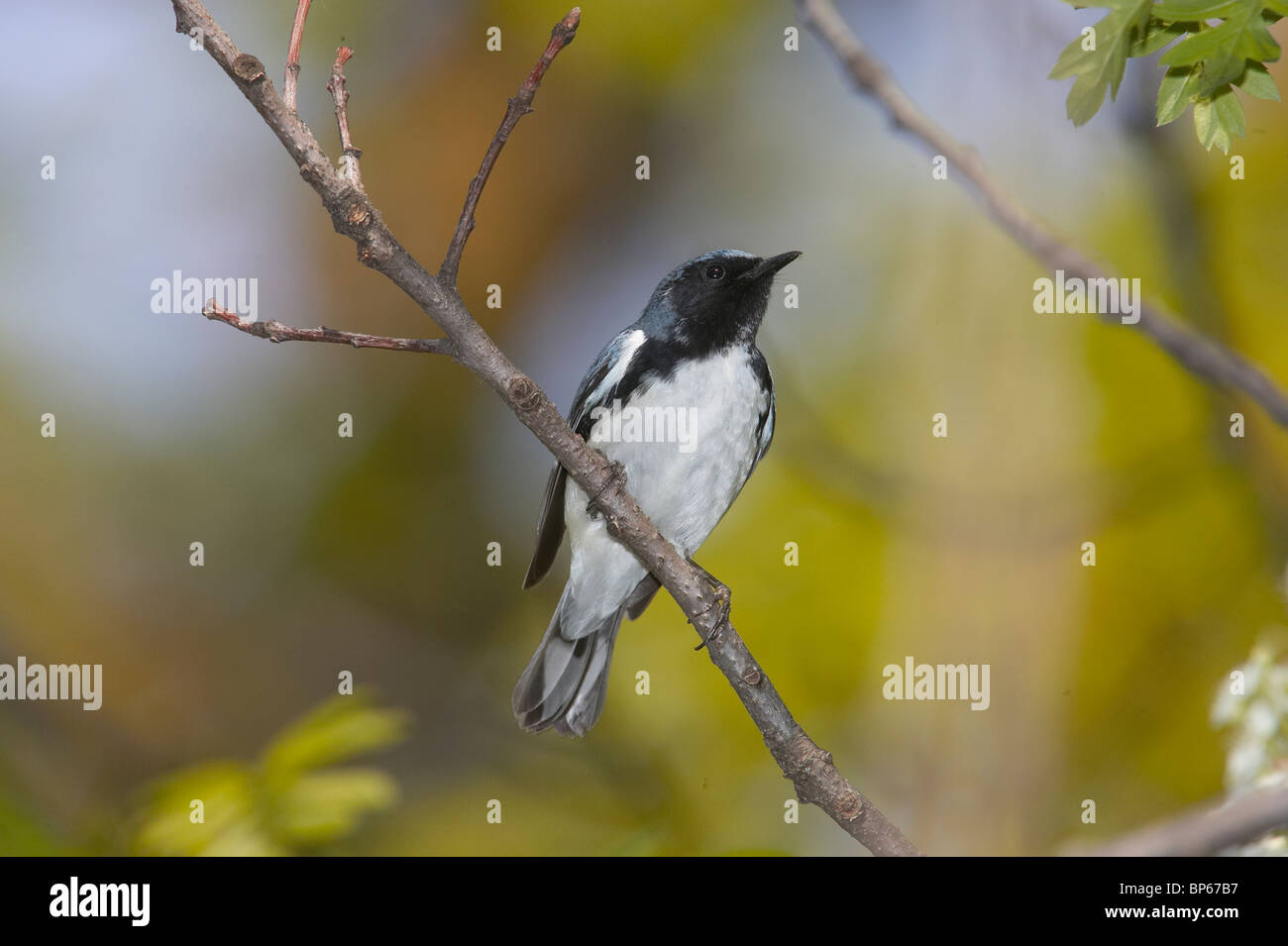 Maschio adulto nero-throated trillo blu in allevamento piumaggio appollaiato su un ramo Foto Stock