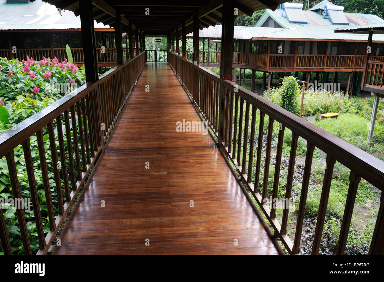 La passerella a Selva Verde Lodge, Chilamate, Costa Rica Foto Stock