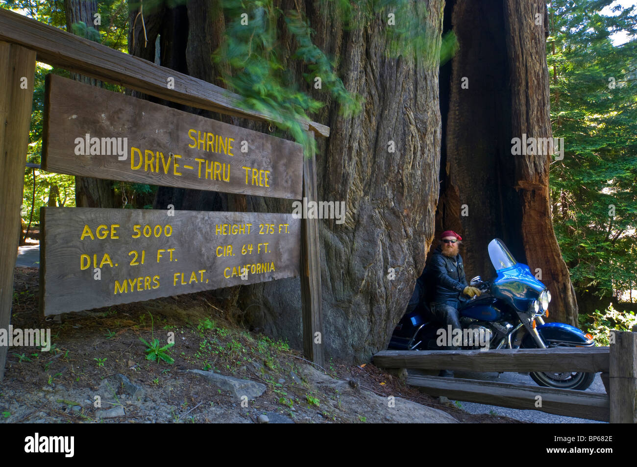 Motociclista turista presso il Santuario Drive-Thru Tree, attrazione turistica, Avenue dei giganti, Humboldt County, California Foto Stock