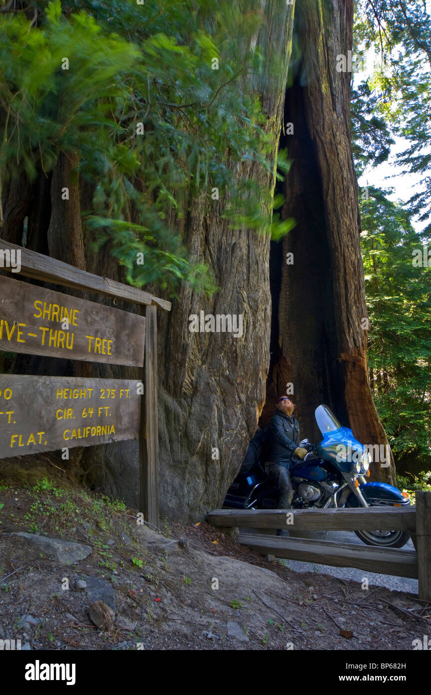 Motociclista turista presso il Santuario Drive-Thru Tree, attrazione turistica, Avenue dei giganti, Humboldt County, California Foto Stock