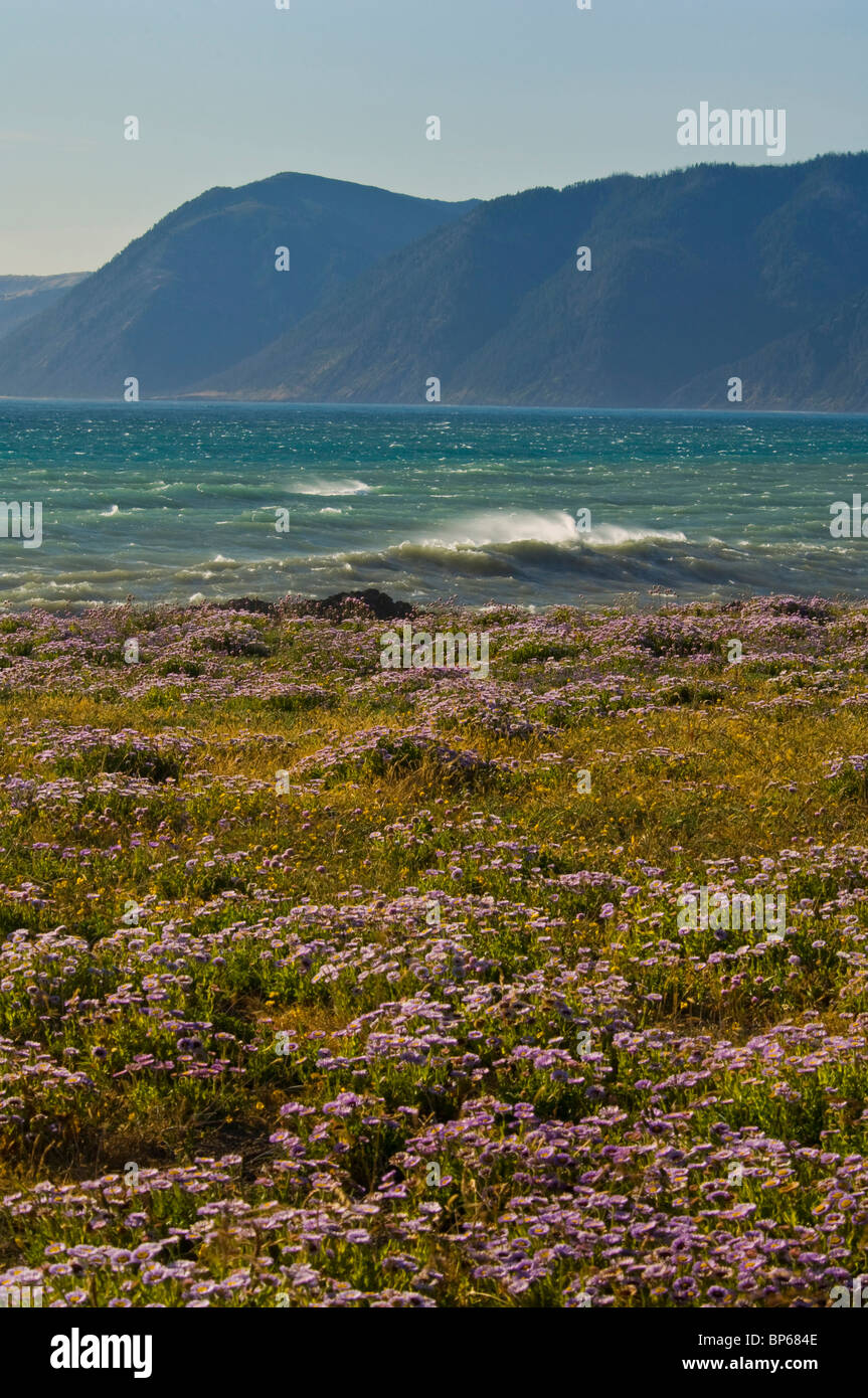 Wilflowers bloom sulla scogliera costiera a Shelter Cove, sulla costa perso, Humboldt County, California Foto Stock