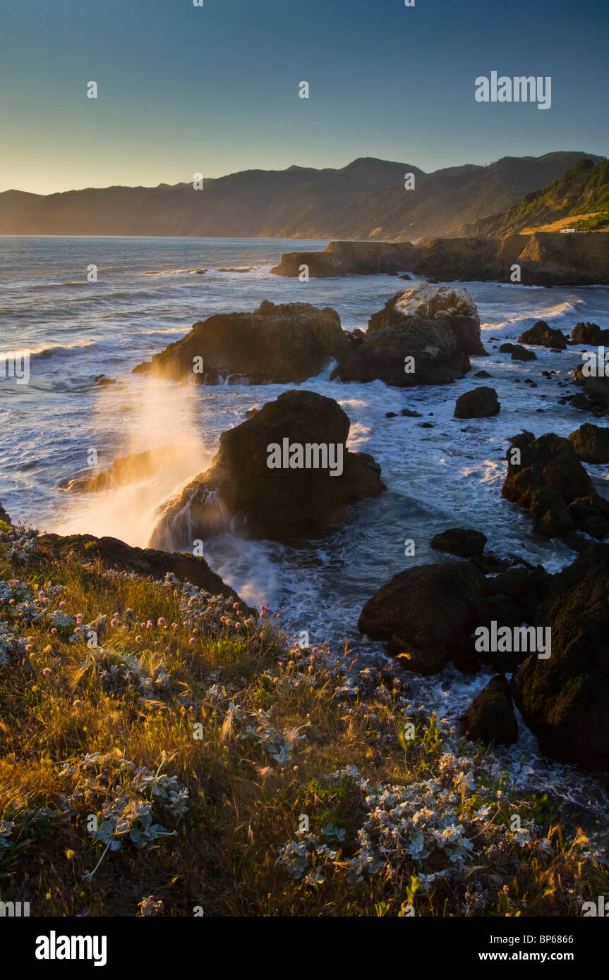 Ventoso di onde che si infrangono sulle rocce costiere e fiori selvatici al tramonto, Shelter Cove, perso Costa, Humboldt County, California Foto Stock