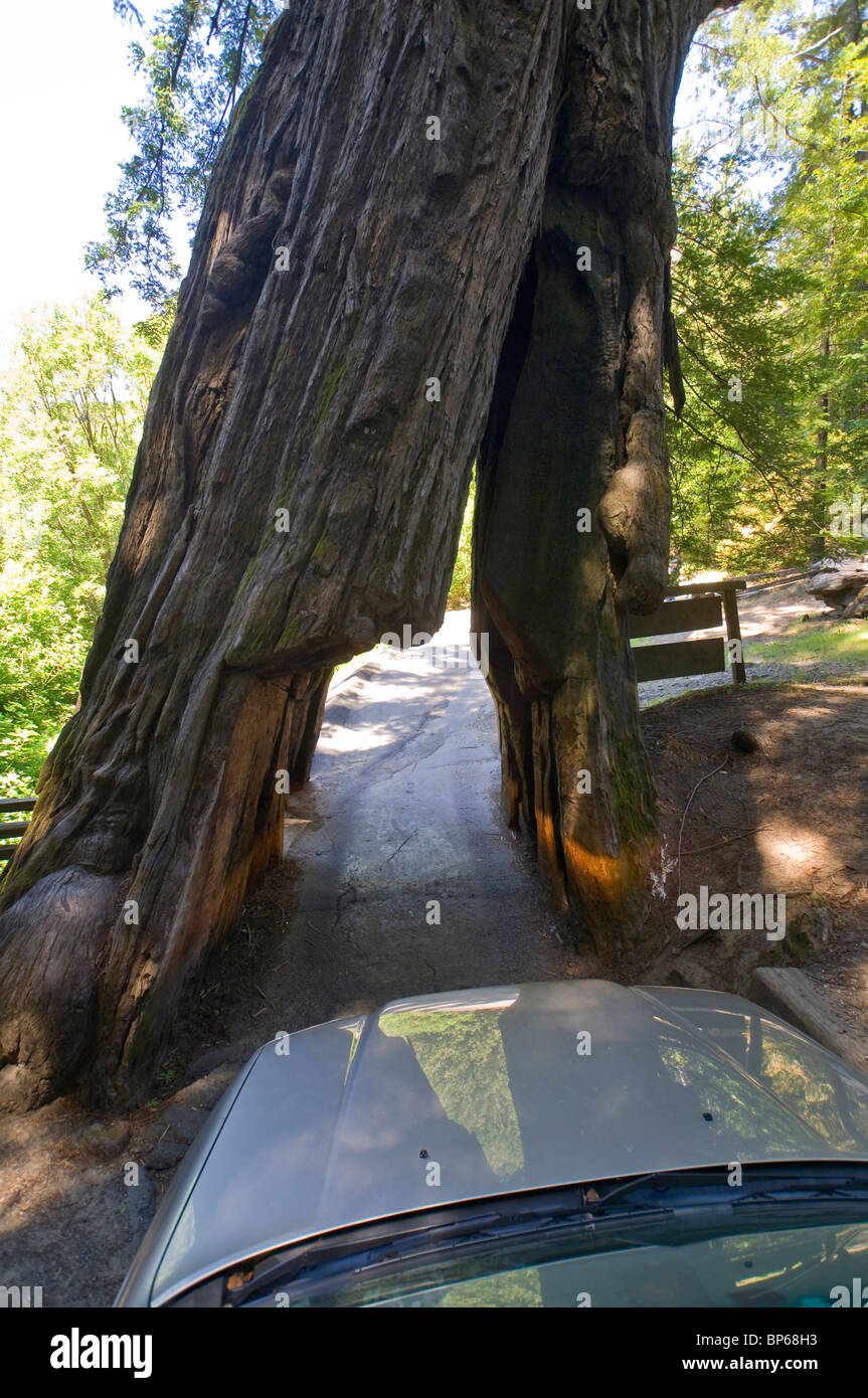 Car guida attraverso il Santuario Drive Thru albero di sequoia attrazione turistica sul viale dei giganti, Humboldt County, California Foto Stock