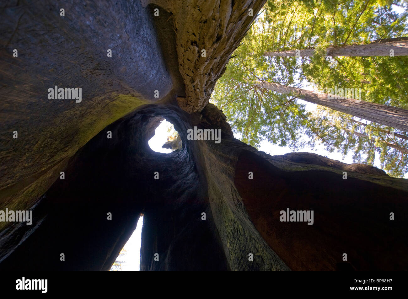 Guardando verso l'alto dall'interno Santuario Drive Thru albero di sequoia attrazione turistica, Avenue dei giganti, Humboldt County, California Foto Stock