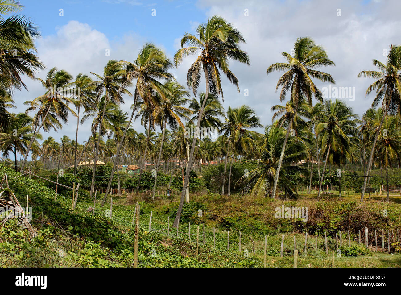 Imbassay - costa nord di Bahia Foto Stock