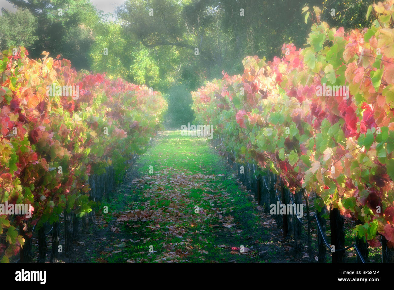 Righe di caduta uve colorate. Vigneti della Napa Valley, California Foto Stock