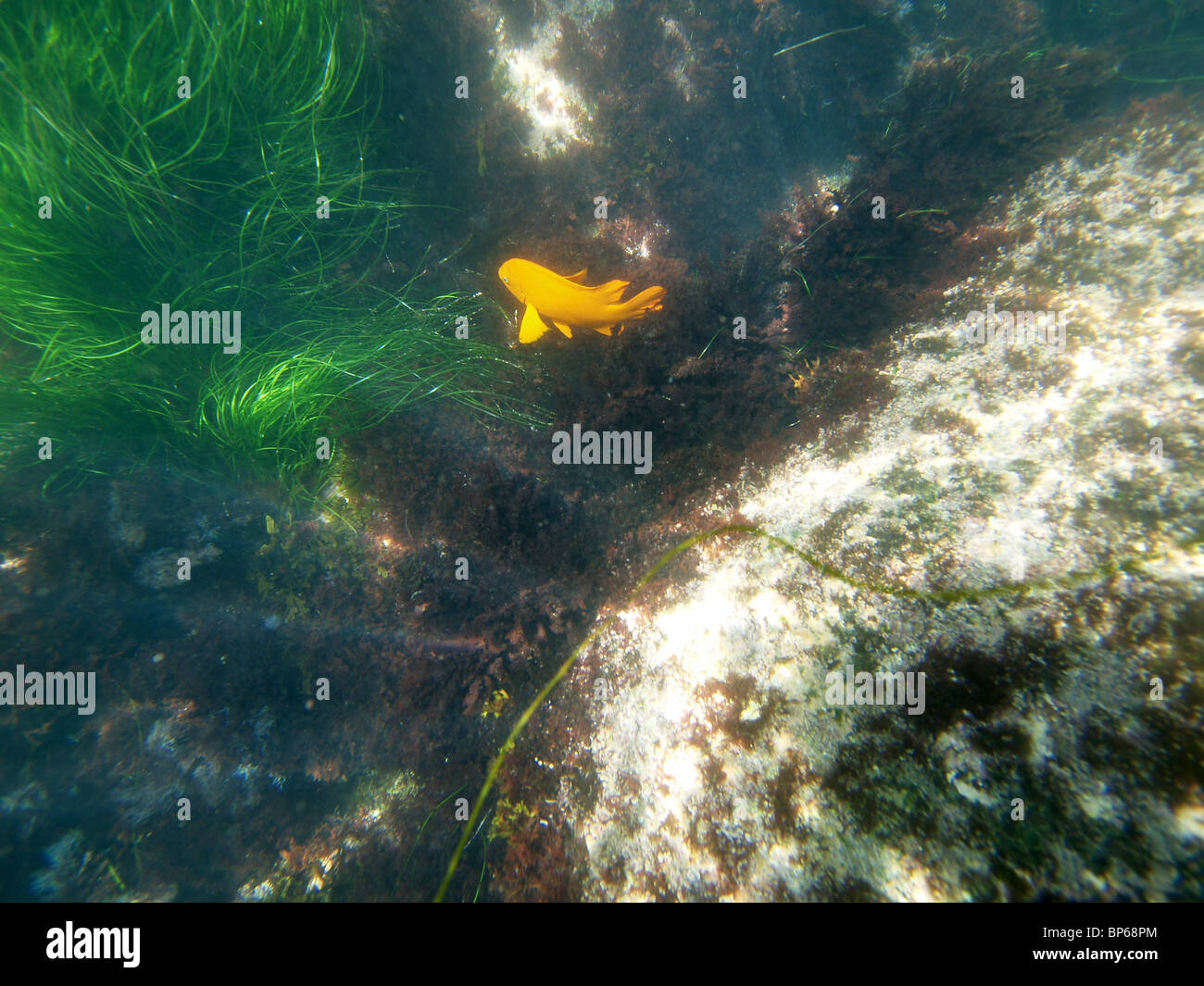 La California di fanerogame e un arancio pesce Garibaldi a La Jolla Reef. Foto Stock