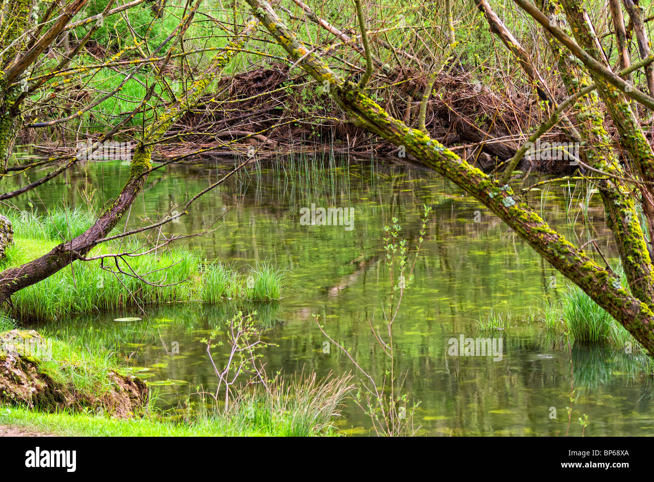 Lobos fiume. Cañon del Rio Lobos parco naturale. Soria provincia. Castilla y Leon. Spagna. Foto Stock