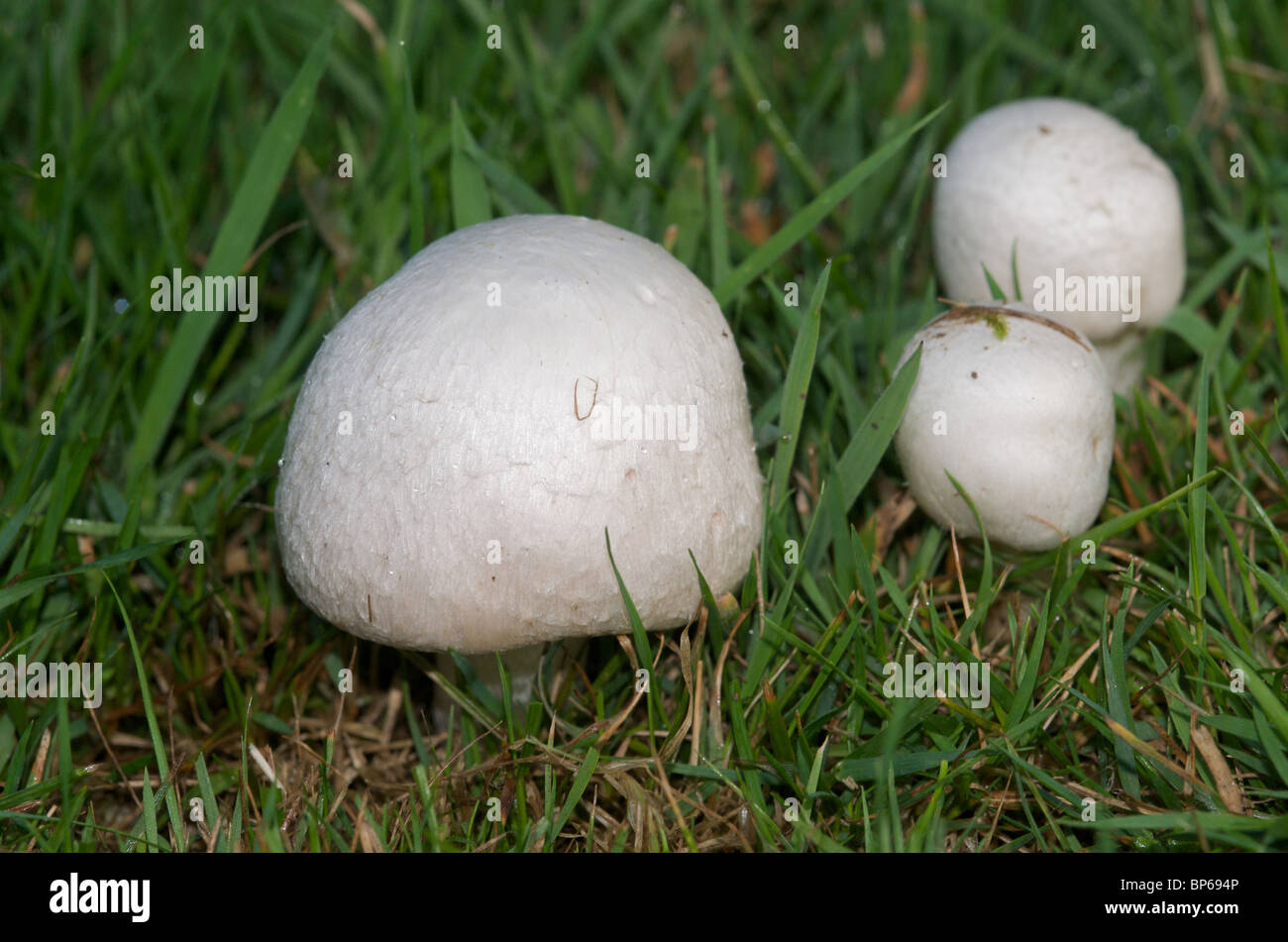 Campo organico o funghi prataioli (Agaricus campestris) Foto Stock