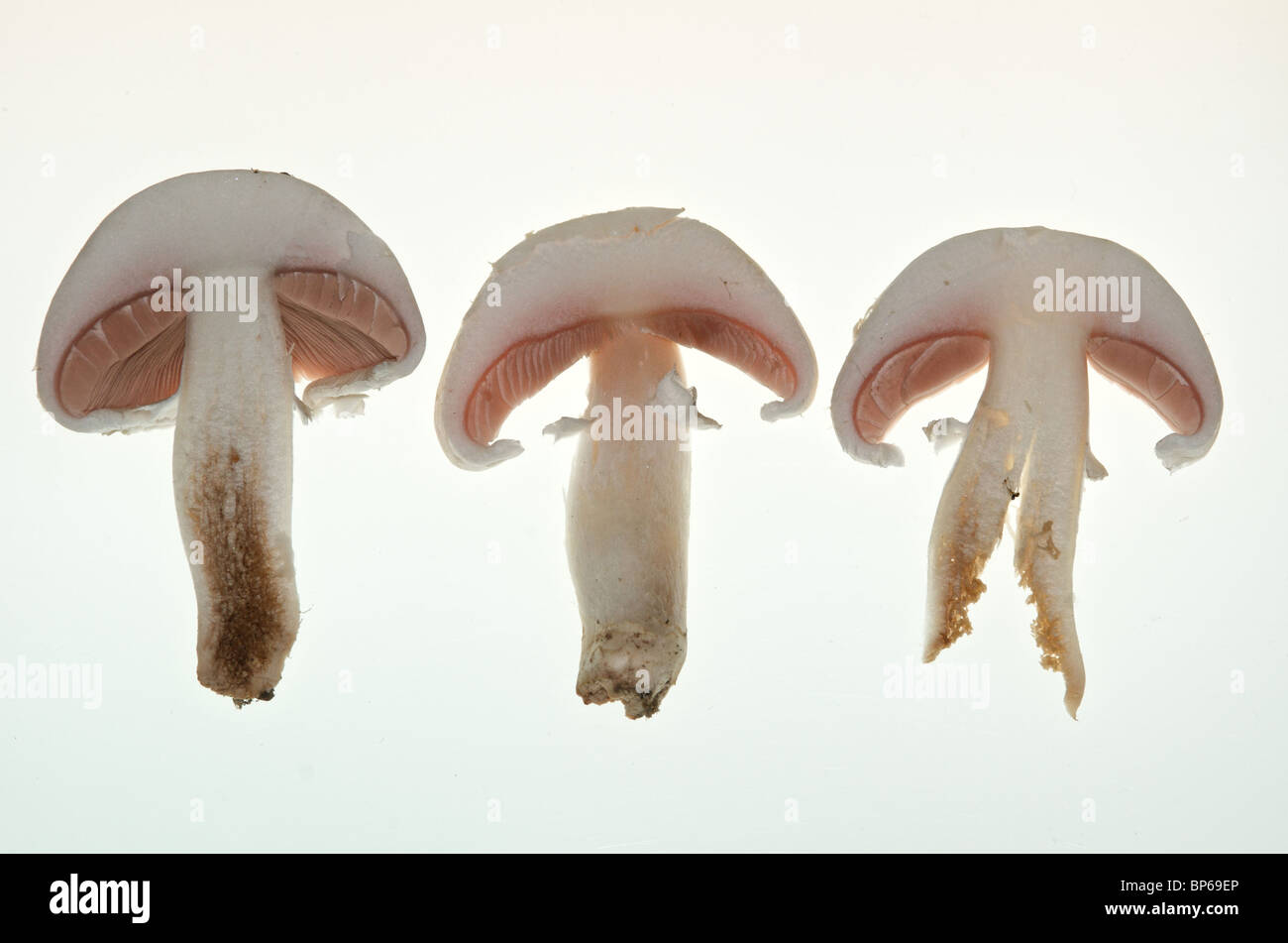 Campo organico o funghi prataioli (Agaricus campestris) come cut-outs ritagli Foto Stock