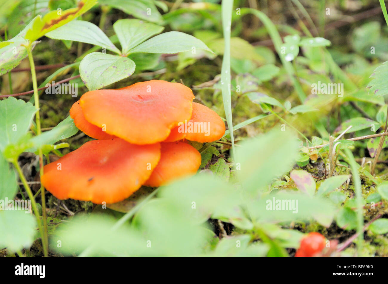 Fungo lungo il gufo grigio trail, Prince Albert Parco Nazionale. Foto Stock