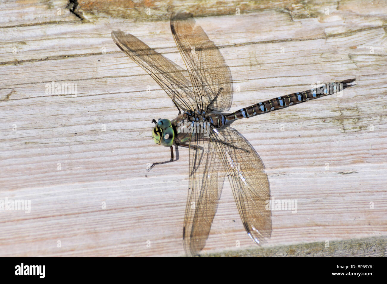 Dragonfly ensoleillement stesso sul Boardwalk sul grigio Sentiero del Gufo, Prince Albert National Park, Saskatchewan in Canada. Foto Stock