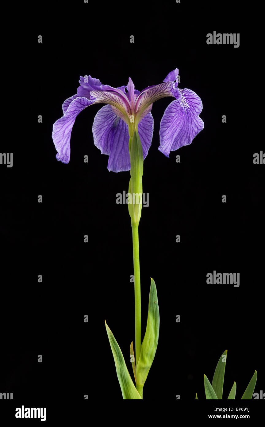 Hooker di Iris, Iris hookeri, Nord America, su sfondo nero Foto Stock