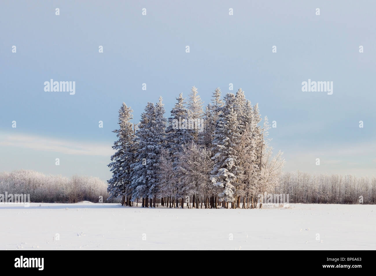 Parco County, Alberta, Canada; un gruppo di alberi in un campo coperto di neve in inverno Foto Stock