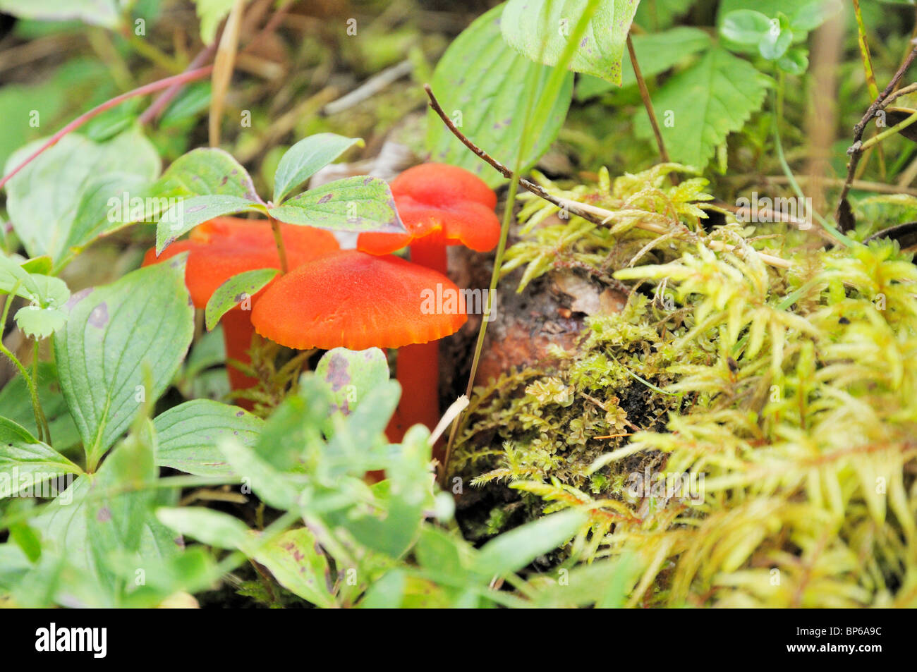 Fungo lungo il gufo grigio trail, Prince Albert Parco Nazionale. Foto Stock