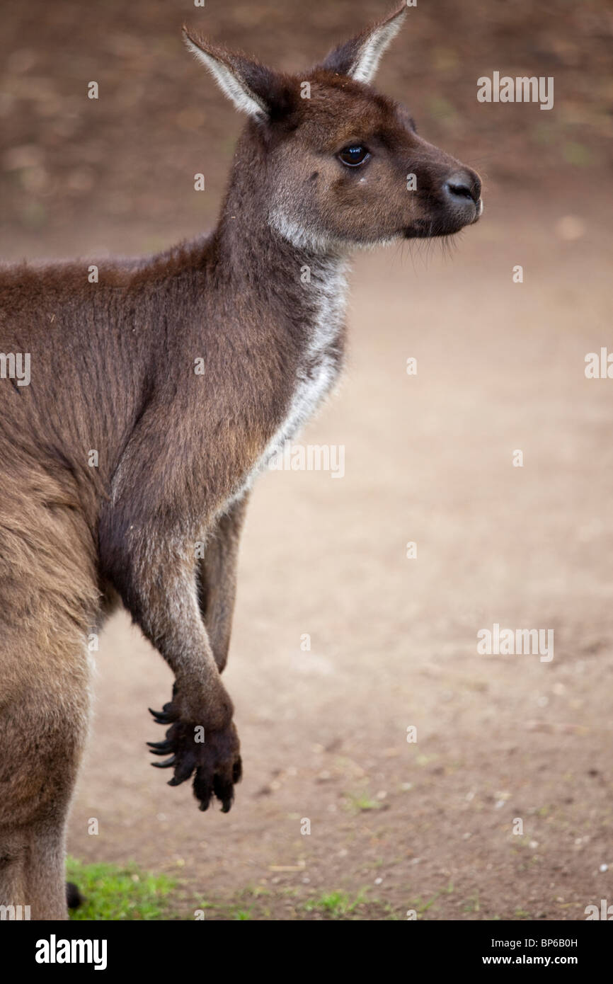 Canguro rosso Foto Stock