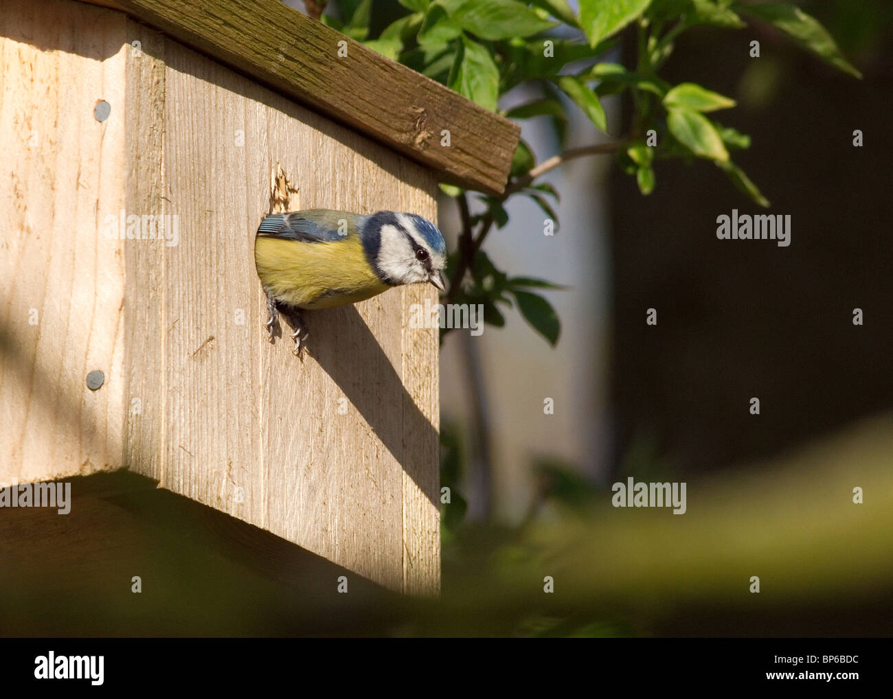 Tit blu, Parus caerulus fotografati a Stanley Park, Blackpool Foto Stock