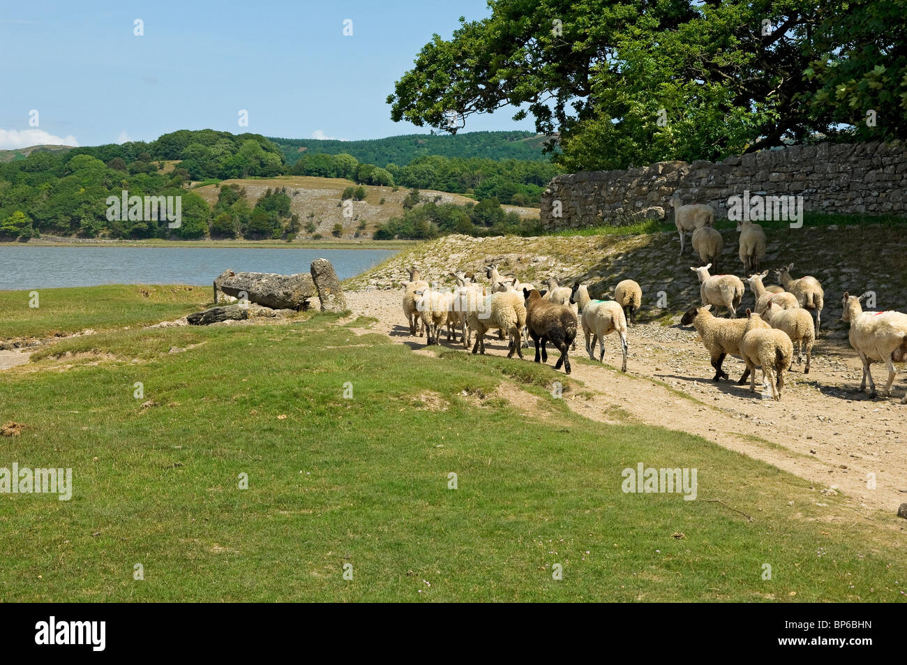 Gregge di pecore vicino Barker Scary che domina l'estuario di Levens in estate Cumbria Inghilterra Regno Unito GB Gran Bretagna Foto Stock