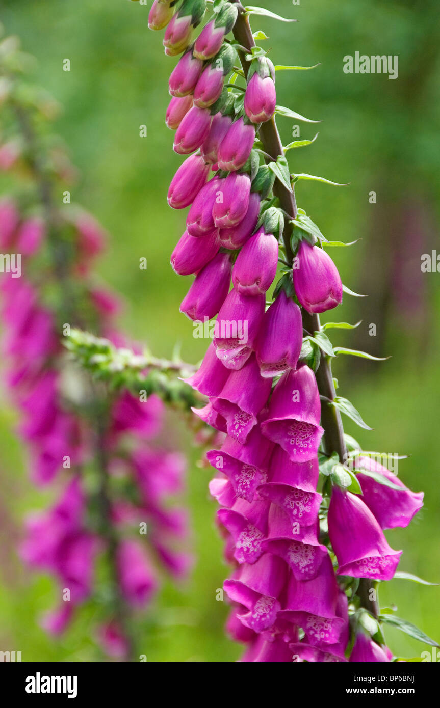 Primo piano di foxguanto selvatico Foxguanto fiori viola (digitalis purpurea) fiori selvatici in estate Inghilterra Regno Unito Regno Unito Gran Bretagna Foto Stock