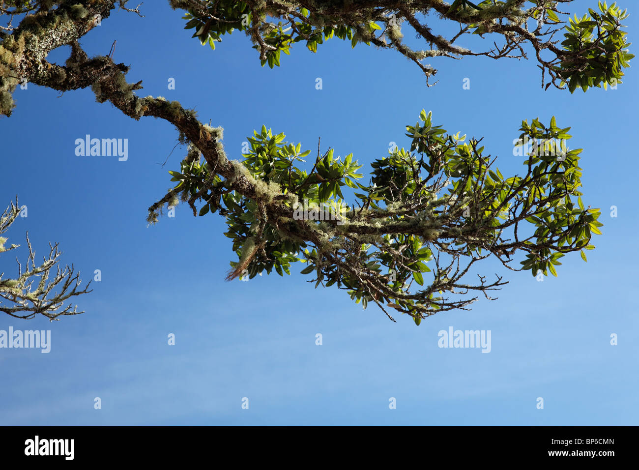 Alberi Pohutukawa in riva al Russell Foto Stock