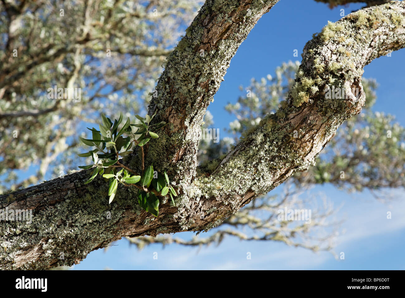 Alberi Pohutukawa in riva al Russell Foto Stock