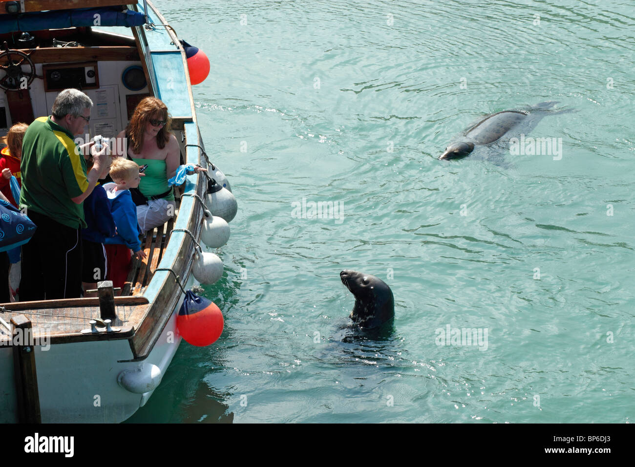 Una guarnizione di tenuta in prossimità di una barca che posano per una foto in Newquay Harbour, Cornwall Regno Unito. Foto Stock