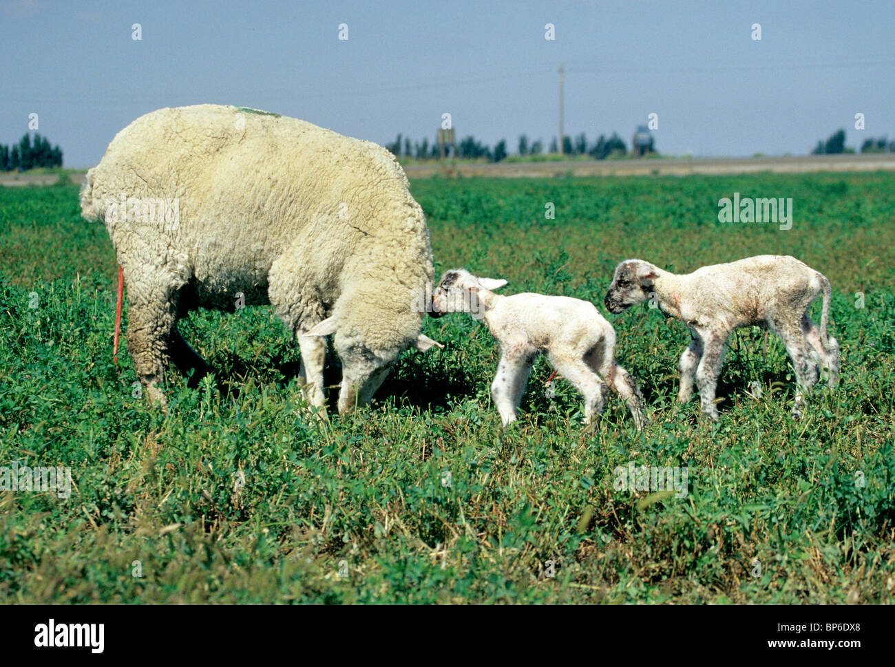 Pecora con due neonato agnelli, placenta attaccata, Foto Stock