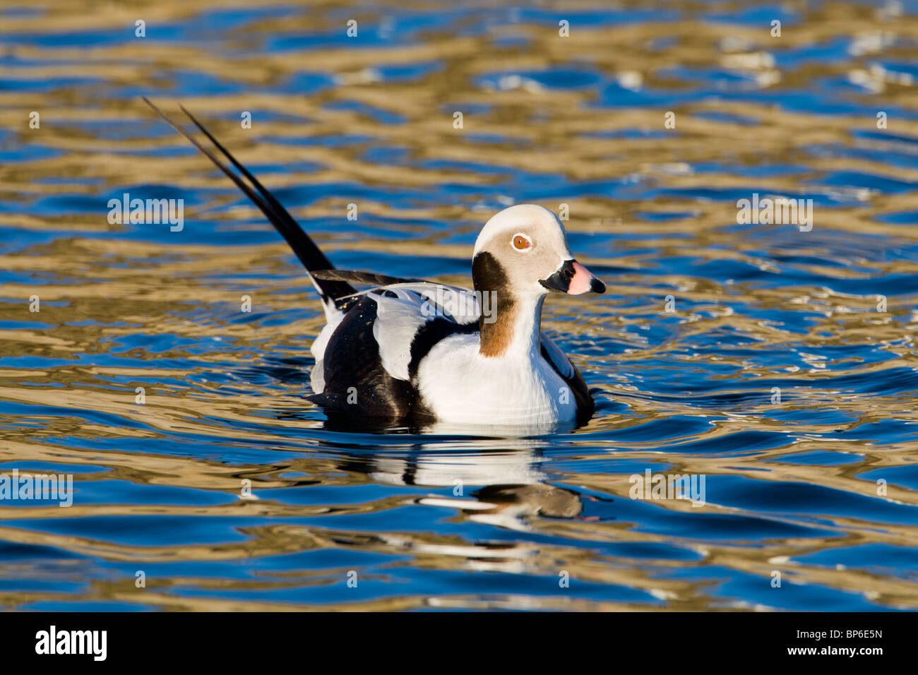 Drake Long-tailed Duck, Clangula hyemalis, Foto Stock