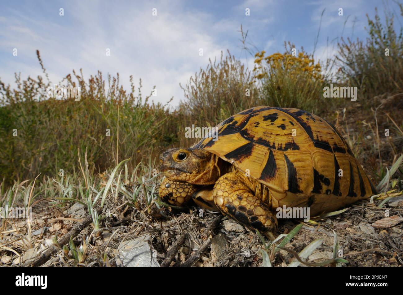 Sperone-thighed tartaruga, sperone mediterraneo-thighed, tartaruga testuggine comune, tartaruga greca (Testudo graeca), individuo adulto Foto Stock