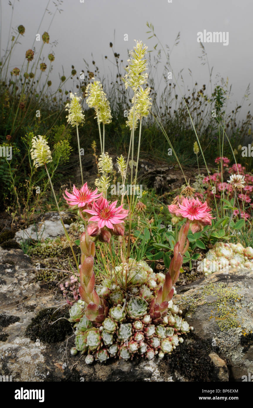 Ragnatela Casa Porro, ragnatela semprevivo (Sempervivum arachnoideum), in crescita e fioritura sulle pietre, Spagna, Pirenei, Aran Tal Foto Stock