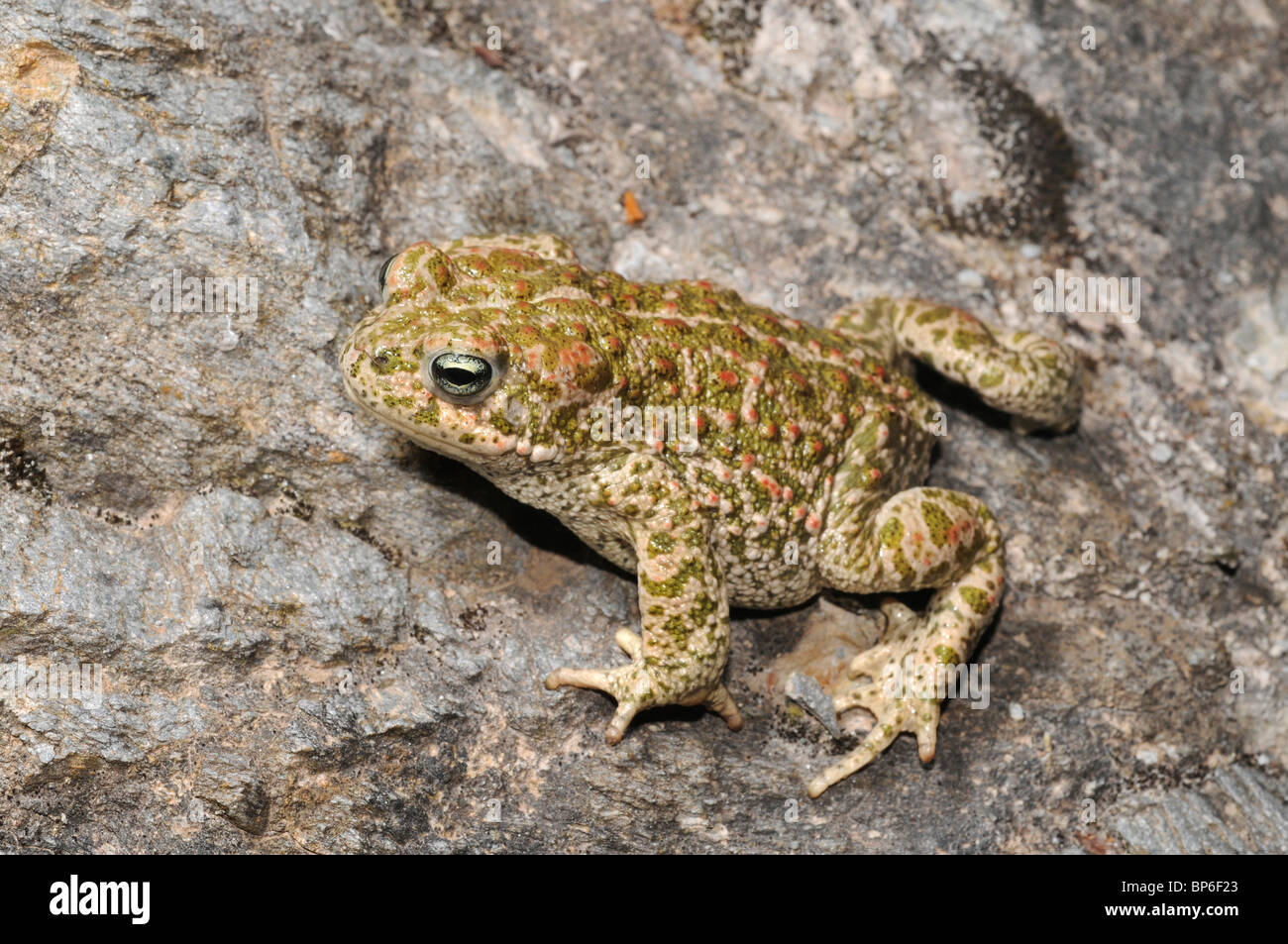 Natterjack toad, natterjack, British toad (Bufo calamita), su roccia, Spagna Murcia Foto Stock
