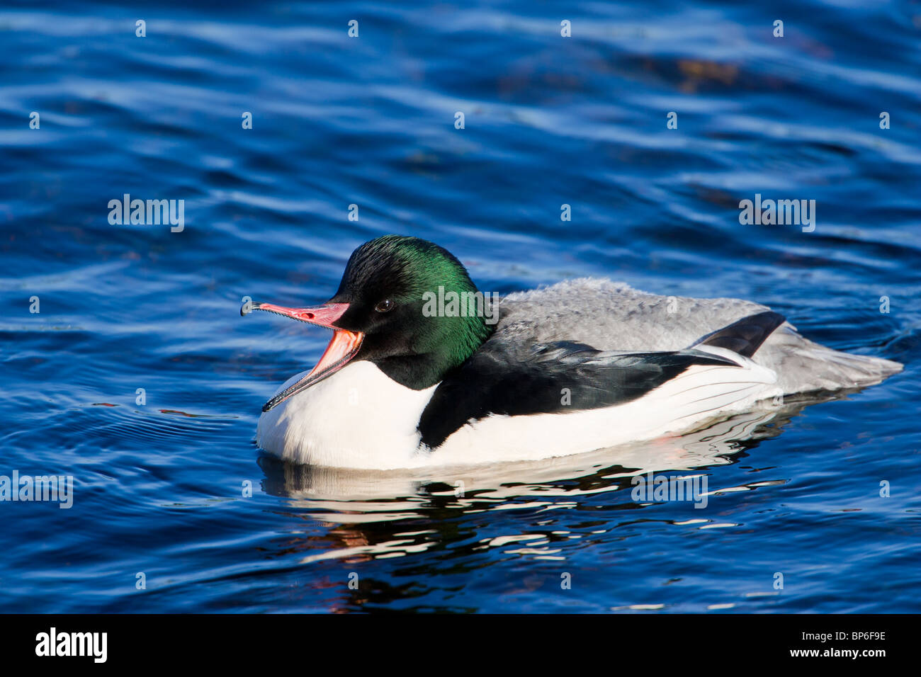 Smergo maggiore, Mergus merganser, maschio Foto Stock